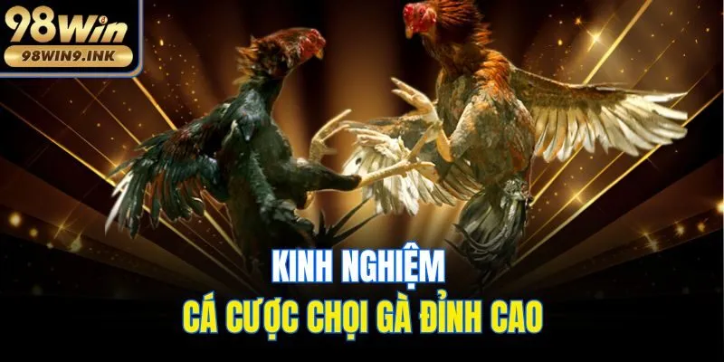 Kinh nghiệm cá cược chọi gà đỉnh cao
