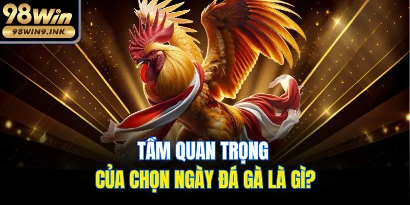 Tầm quan trọng của chọn ngày đá gà là gì?