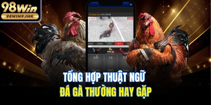 Tổng hợp thuật ngữ đá gà thường hay gặp